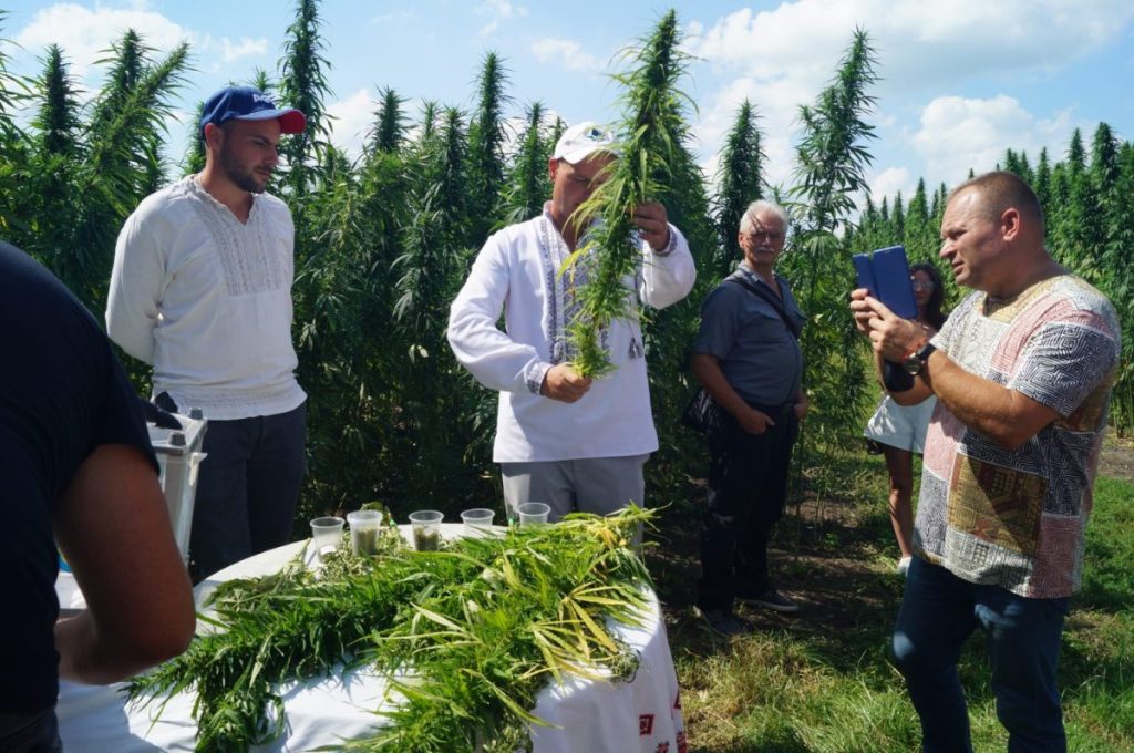 українські коноплі